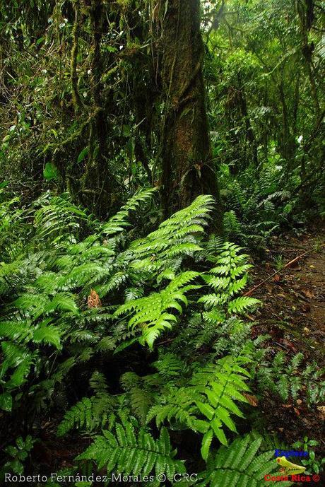 Refugio de Vida Silvestre La Marta -Senderos- (Pejibaye de Jiménez de Cartago)