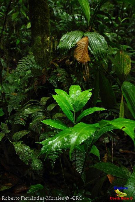 Refugio de Vida Silvestre La Marta -Senderos- (Pejibaye de Jiménez de Cartago)