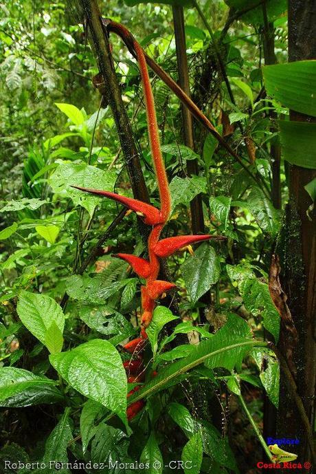 Refugio de Vida Silvestre La Marta -Senderos- (Pejibaye de Jiménez de Cartago)