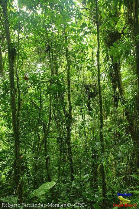 Refugio de Vida Silvestre La Marta -Senderos- (Pejibaye de Jiménez de Cartago)