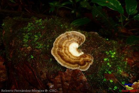 Refugio de Vida Silvestre La Marta -Senderos- (Pejibaye de Jiménez de Cartago)