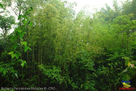 Refugio de Vida Silvestre La Marta -Senderos- (Pejibaye de Jiménez de Cartago)