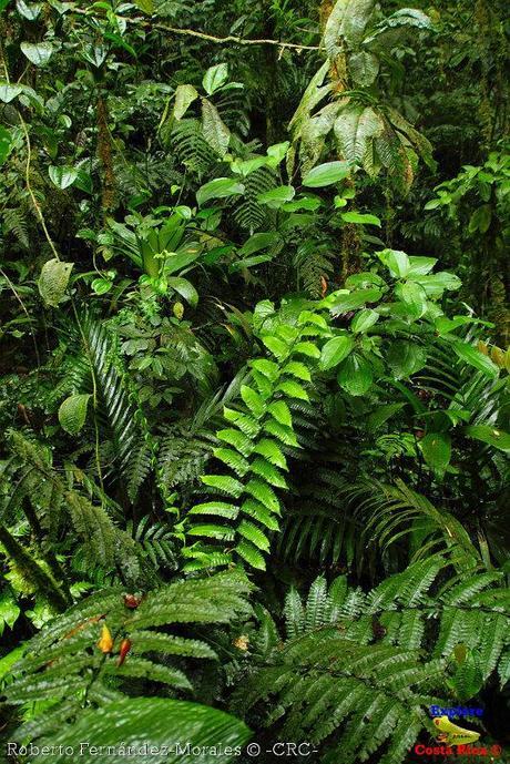 Refugio de Vida Silvestre La Marta -Senderos- (Pejibaye de Jiménez de Cartago)