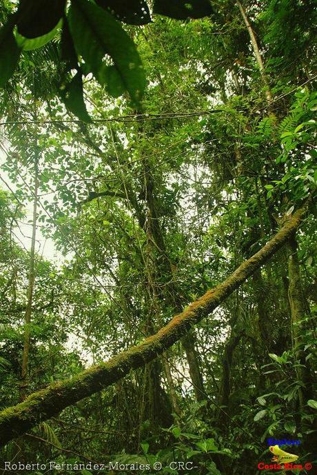 Refugio de Vida Silvestre La Marta -Senderos- (Pejibaye de Jiménez de Cartago) Refugio de Vida Silvestre La Marta -Senderos- (Pejibaye de Jiménez de Cartago)