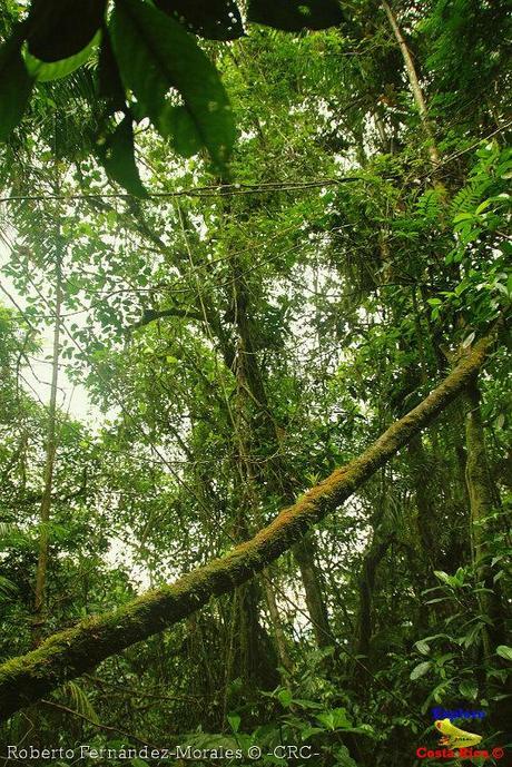 Refugio de Vida Silvestre La Marta -Senderos- (Pejibaye de Jiménez de Cartago)