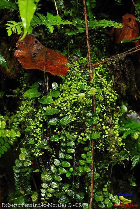 Refugio de Vida Silvestre La Marta -Senderos- (Pejibaye de Jiménez de Cartago)