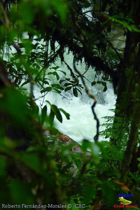 Refugio de Vida Silvestre La Marta -Senderos- (Pejibaye de Jiménez de Cartago)