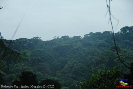 Refugio de Vida Silvestre La Marta -Senderos- (Pejibaye de Jiménez de Cartago)