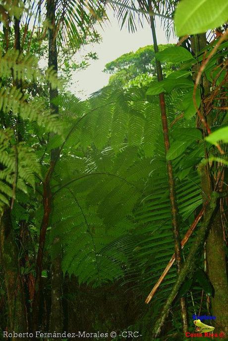 Refugio de Vida Silvestre La Marta -Senderos- (Pejibaye de Jiménez de Cartago)