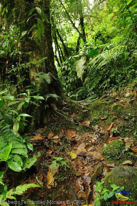 Refugio de Vida Silvestre La Marta -Senderos- (Pejibaye de Jiménez de Cartago)