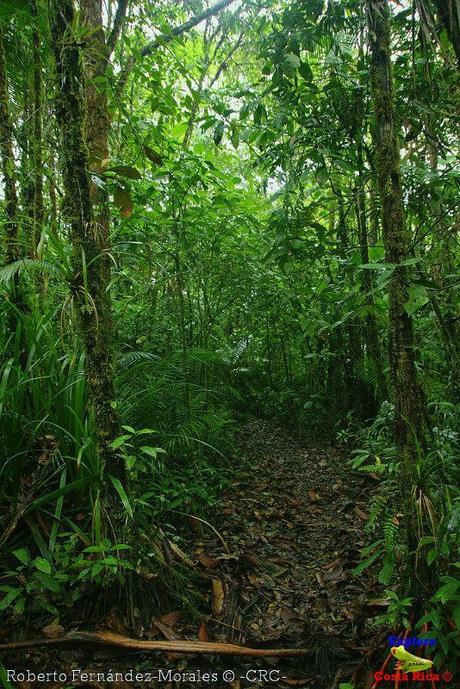 Refugio de Vida Silvestre La Marta -Senderos- (Pejibaye de Jiménez de Cartago)