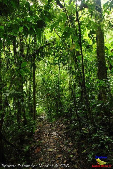 Refugio de Vida Silvestre La Marta -Senderos- (Pejibaye de Jiménez de Cartago)