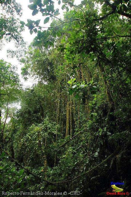 Refugio de Vida Silvestre La Marta -Senderos- (Pejibaye de Jiménez de Cartago)