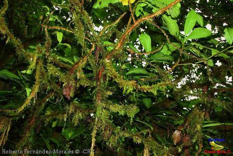 Refugio de Vida Silvestre La Marta -Senderos- (Pejibaye de Jiménez de Cartago)