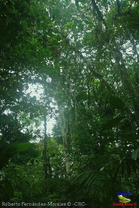 Refugio de Vida Silvestre La Marta -Senderos- (Pejibaye de Jiménez de Cartago)