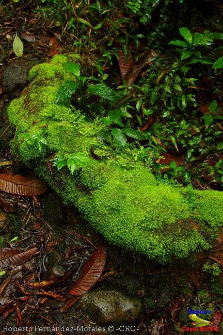 Refugio de Vida Silvestre La Marta -Senderos- (Pejibaye de Jiménez de Cartago)