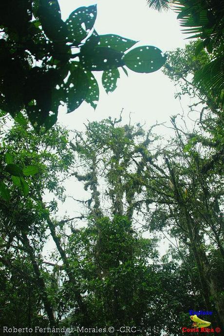 Refugio de Vida Silvestre La Marta -Senderos- (Pejibaye de Jiménez de Cartago)