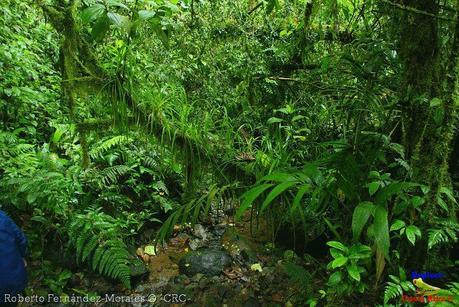 Refugio de Vida Silvestre La Marta -Senderos- (Pejibaye de Jiménez de Cartago)