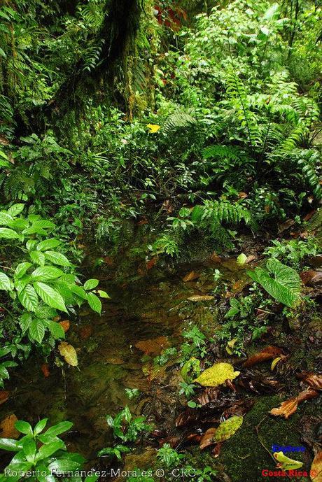 Refugio de Vida Silvestre La Marta -Senderos- (Pejibaye de Jiménez de Cartago) Refugio de Vida Silvestre La Marta -Senderos- (Pejibaye de Jiménez de Cartago)