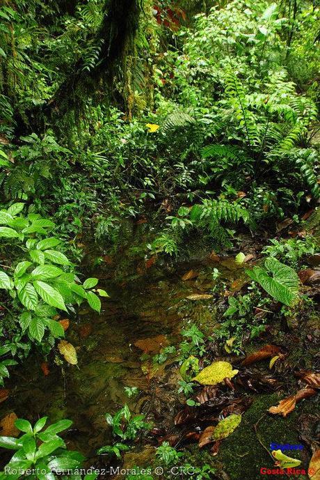 Refugio de Vida Silvestre La Marta -Senderos- (Pejibaye de Jiménez de Cartago)