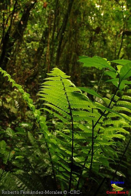 Refugio de Vida Silvestre La Marta -Senderos- (Pejibaye de Jiménez de Cartago)