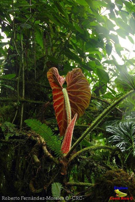 Refugio de Vida Silvestre La Marta -Senderos- (Pejibaye de Jiménez de Cartago)