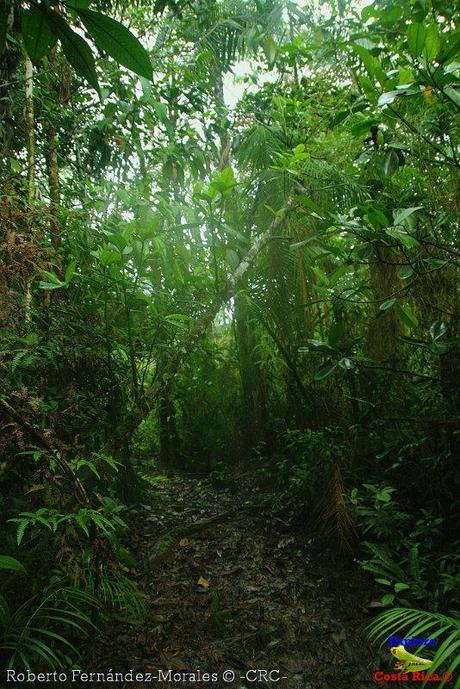 Refugio de Vida Silvestre La Marta -Senderos- (Pejibaye de Jiménez de Cartago)