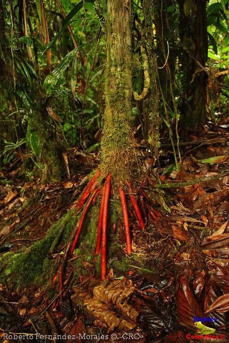 Refugio de Vida Silvestre La Marta -Senderos- (Pejibaye de Jiménez de Cartago)