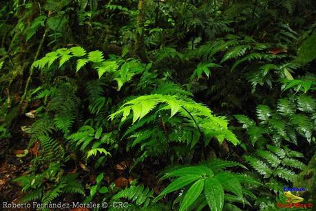 Refugio de Vida Silvestre La Marta -Senderos- (Pejibaye de Jiménez de Cartago)