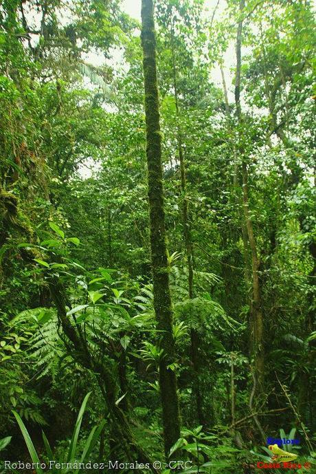 Refugio de Vida Silvestre La Marta -Senderos- (Pejibaye de Jiménez de Cartago)