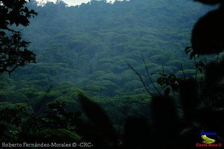 Refugio de Vida Silvestre La Marta -Senderos- (Pejibaye de Jiménez de Cartago)