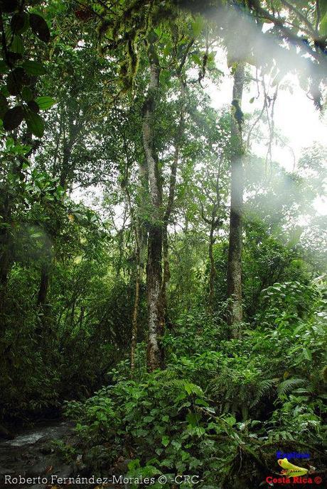 Refugio de Vida Silvestre La Marta -Senderos- (Pejibaye de Jiménez de Cartago)