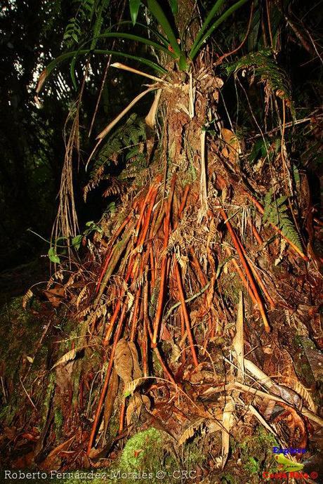 Refugio de Vida Silvestre La Marta -Senderos- (Pejibaye de Jiménez de Cartago)