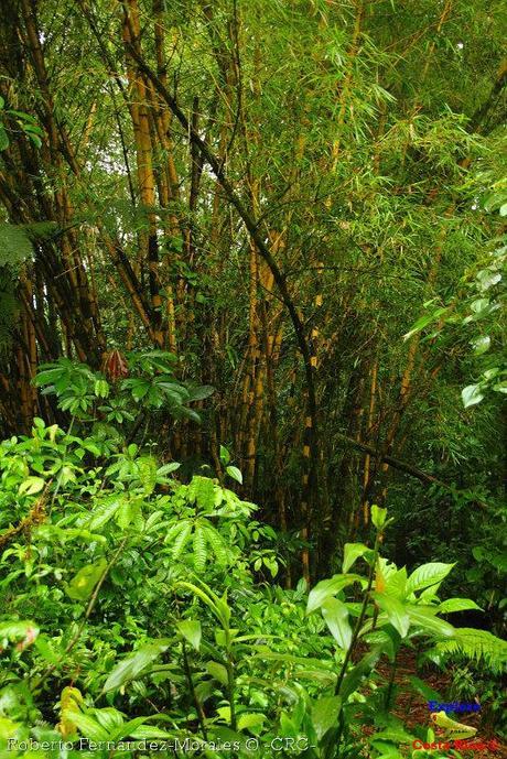 Refugio de Vida Silvestre La Marta -Senderos- (Pejibaye de Jiménez de Cartago)