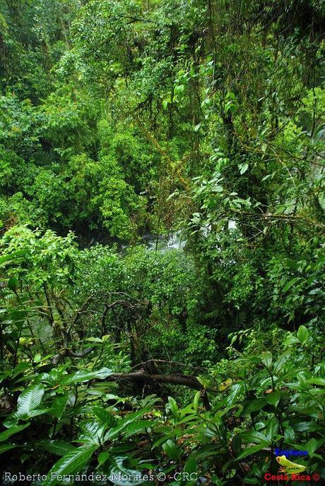 Refugio de Vida Silvestre La Marta -Senderos- (Pejibaye de Jiménez de Cartago)