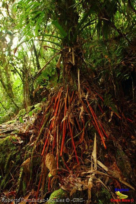 Refugio de Vida Silvestre La Marta -Senderos- (Pejibaye de Jiménez de Cartago) Refugio de Vida Silvestre La Marta -Senderos- (Pejibaye de Jiménez de Cartago)
