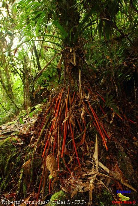 Refugio de Vida Silvestre La Marta -Senderos- (Pejibaye de Jiménez de Cartago)