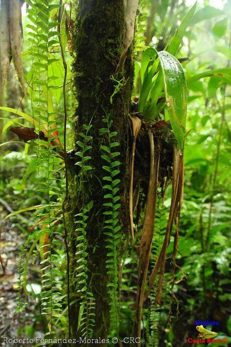 Refugio de Vida Silvestre La Marta -Senderos- (Pejibaye de Jiménez de Cartago)