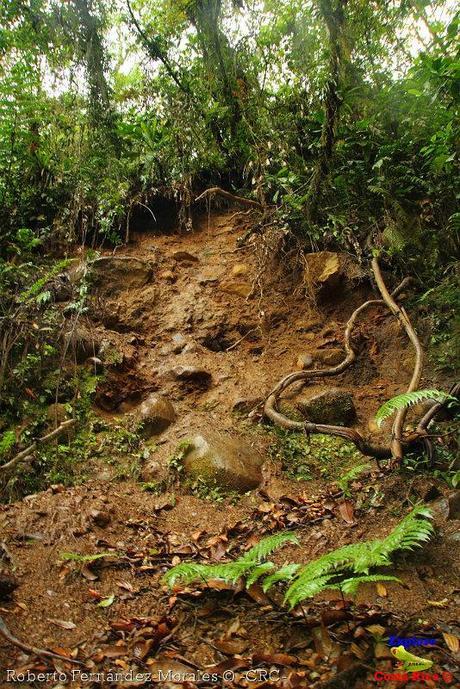 Refugio de Vida Silvestre La Marta -Senderos- (Pejibaye de Jiménez de Cartago)