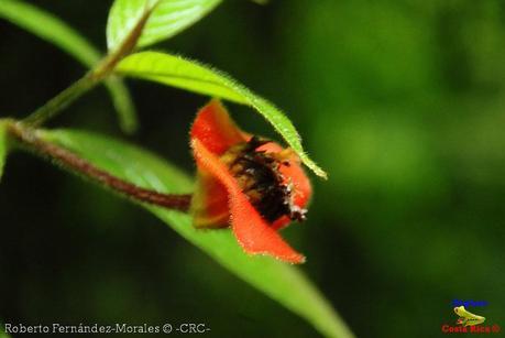 Refugio de Vida Silvestre La Marta -Senderos- (Pejibaye de Jiménez de Cartago)