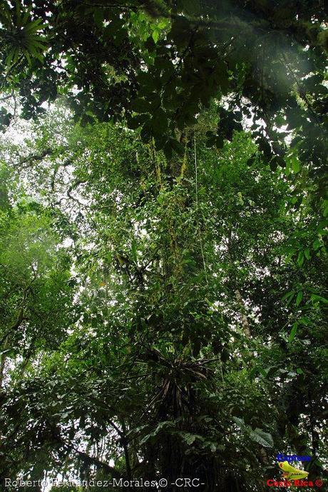 Refugio de Vida Silvestre La Marta -Senderos- (Pejibaye de Jiménez de Cartago)