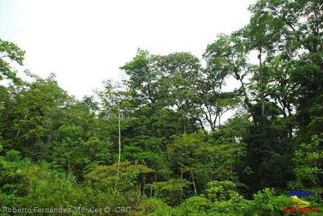 Refugio de Vida Silvestre La Marta -Senderos- (Pejibaye de Jiménez de Cartago)