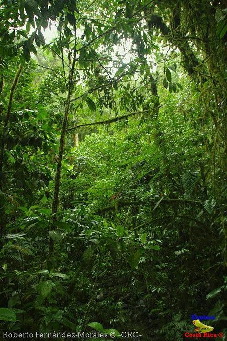 Refugio de Vida Silvestre La Marta -Senderos- (Pejibaye de Jiménez de Cartago)