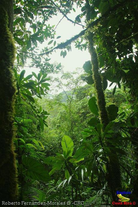 Refugio de Vida Silvestre La Marta -Senderos- (Pejibaye de Jiménez de Cartago)