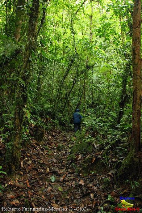 Refugio de Vida Silvestre La Marta -Senderos- (Pejibaye de Jiménez de Cartago)