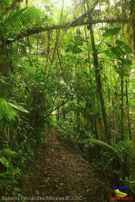 Refugio de Vida Silvestre La Marta -Senderos- (Pejibaye de Jiménez de Cartago)