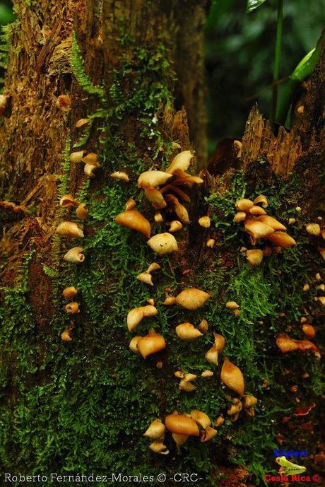 Refugio de Vida Silvestre La Marta -Senderos- (Pejibaye de Jiménez de Cartago)