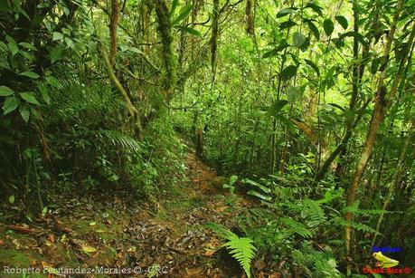 Refugio de Vida Silvestre La Marta -Senderos- (Pejibaye de Jiménez de Cartago) Refugio de Vida Silvestre La Marta -Senderos- (Pejibaye de Jiménez de Cartago)