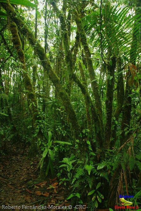 Refugio de Vida Silvestre La Marta -Senderos- (Pejibaye de Jiménez de Cartago)