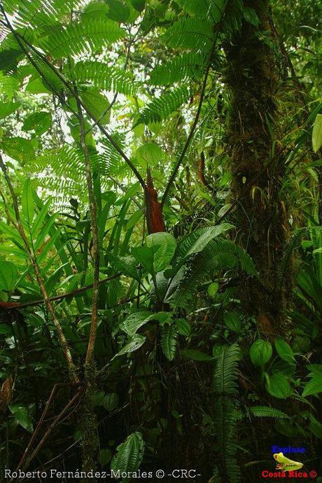 Refugio de Vida Silvestre La Marta -Senderos- (Pejibaye de Jiménez de Cartago) Refugio de Vida Silvestre La Marta -Senderos- (Pejibaye de Jiménez de Cartago)